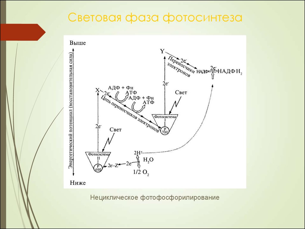 Нециклическое фотофосфорилирование z схема - 83 фото