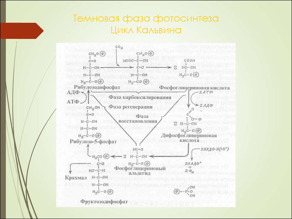 Синтез кальвина