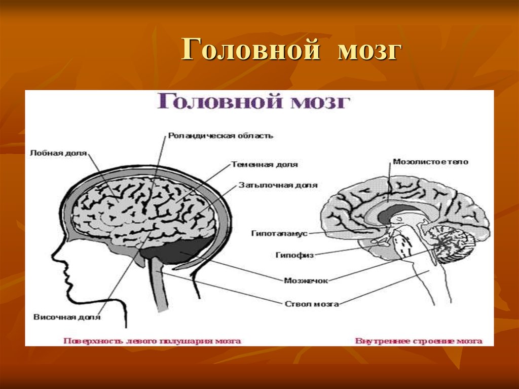 Обонятельный мозг презентация