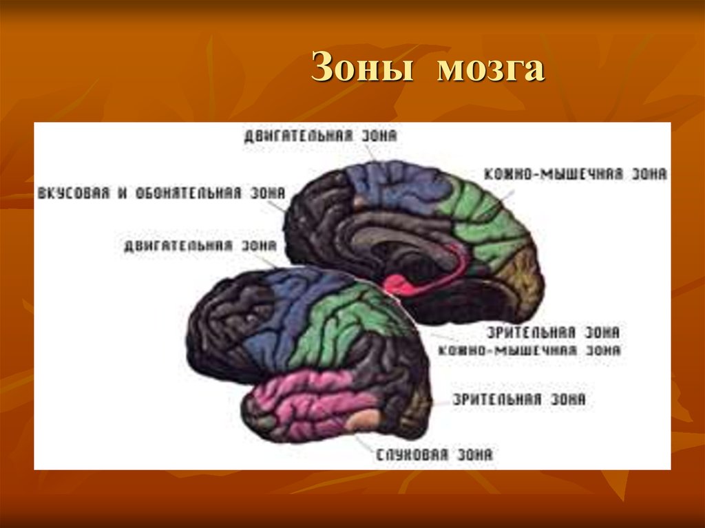 5 зон мозга. Зоны мозга. Зона 25 мозга. Вкусовая зона мозга. Обонятельная и вкусовая зона мозга.