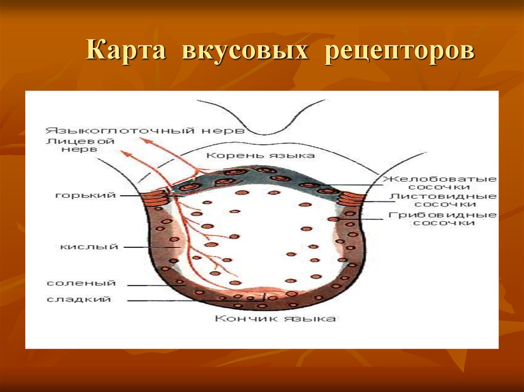 Вкусовая информация. Карта вкусовых рецепторов. Вкусовой Рецептор Аксон. Вкусовая карта в презентации. Какие рецепторы воспринимают вкус грецкого ореха.