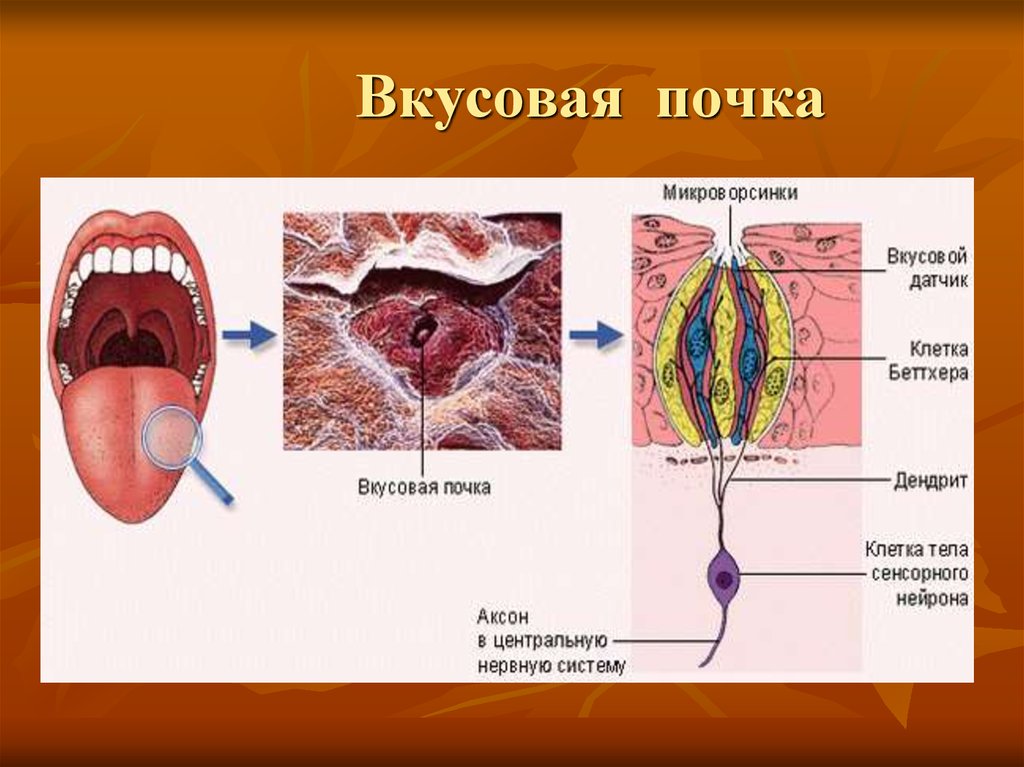 Схема строения вкусовой почки