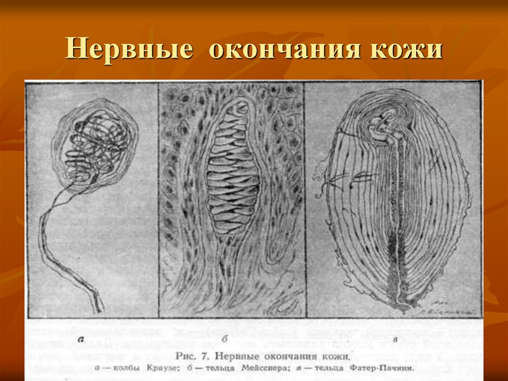 Нервные окончания гистология фото