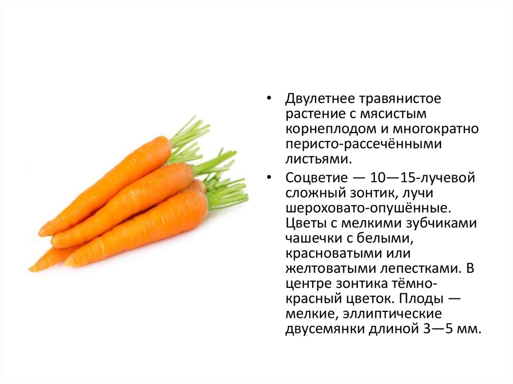 Морковь является растением. Двулетние травянистые растения. Двулетние овощи. Морковь двулетнее растение. Презентация по морковке.