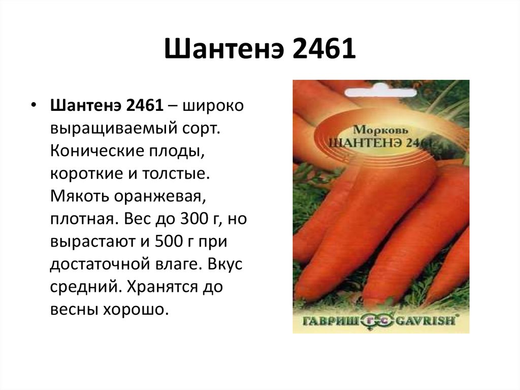 Морковь описание. Морковь двулетнее растение. Описание моркови. Морковь однолетнее или двулетнее растение. Сорта морковь презентация.