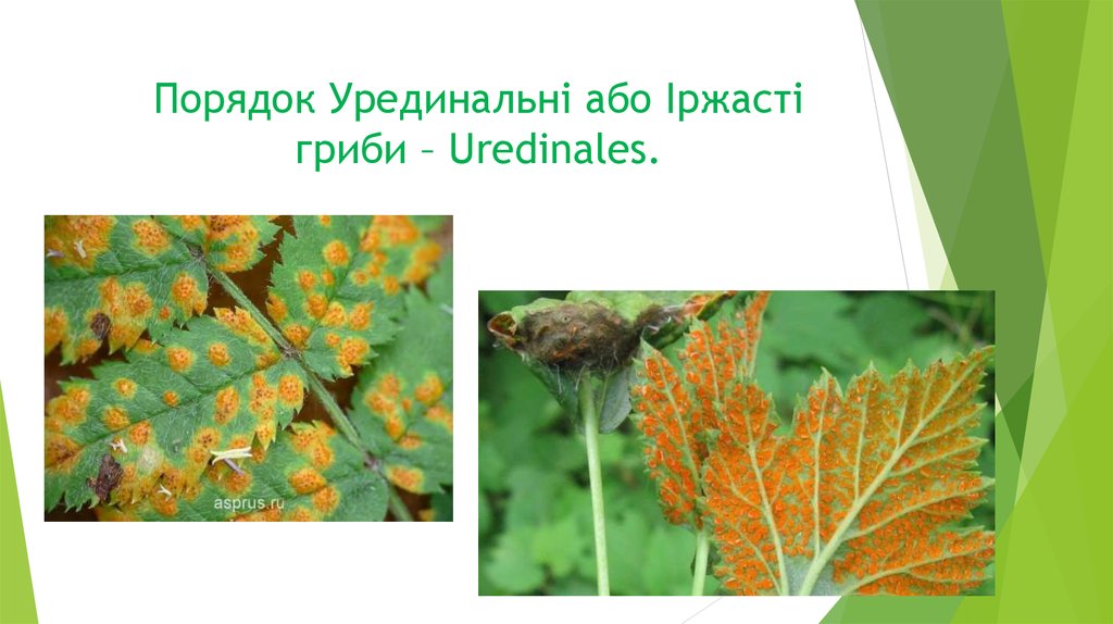 Порядок Урединальні або Іржасті гриби – Uredinales.