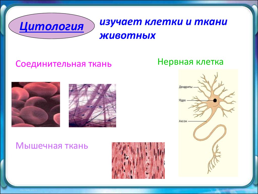 Соединительная ткань мышечная ткань нервная ткань. Мышечная и нервная ткани животных. Что изучает цитология. Наука изучающая ткани. Клетка изучить.