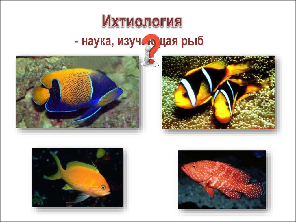Какая биология изучает рыб. Ихтиология. Наука изучающая рыб. Ихтиология это наука о рыбах. Ихтиология это наука изучающая.