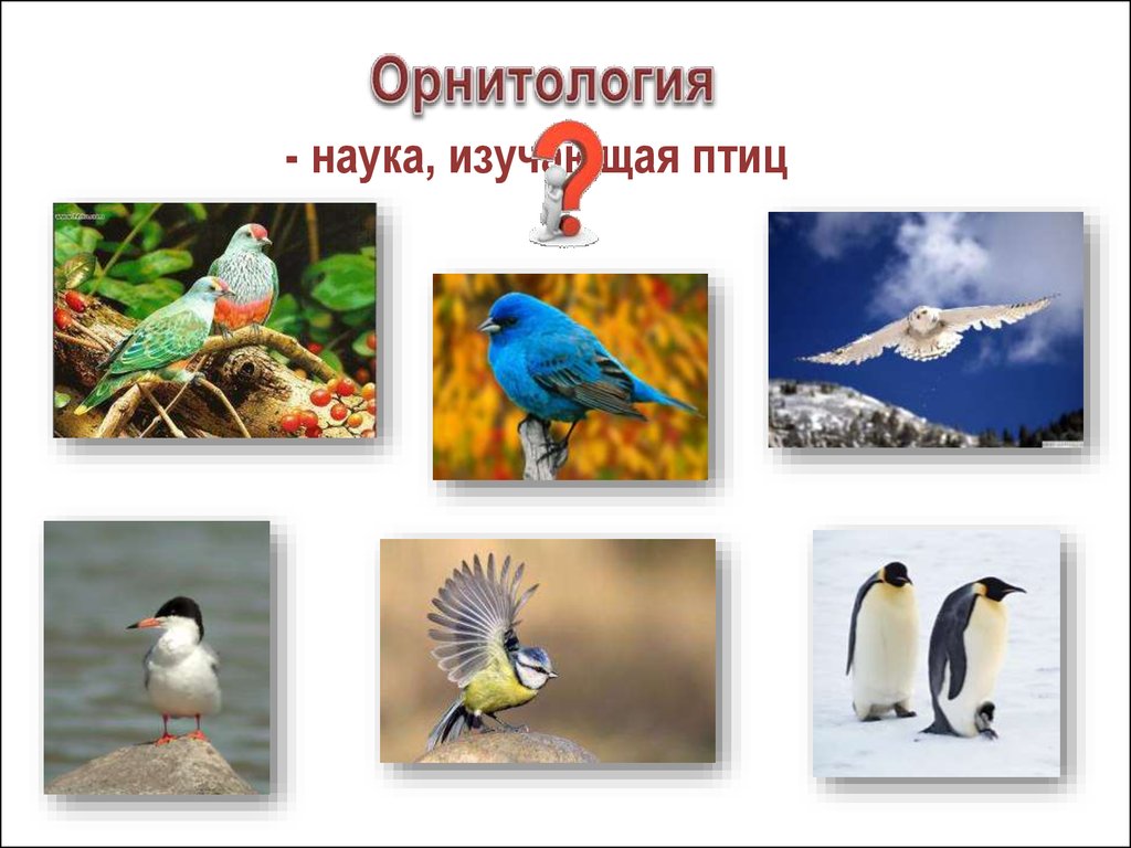 Изучение птиц. Орнитология наука о птицах. Орнитология изучает птиц.. Ориетология наука изучающая. Орнитология презентация.