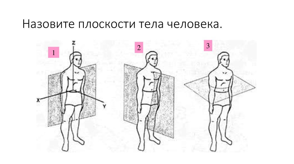 Что показывает плоскость тела. Плоскости тела человека. Назовите плоскости тела человека. Плоскости тела человека анатомия. Горизонтальная плоскость человека.