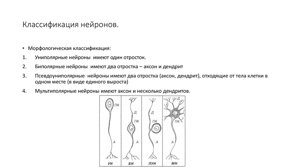 Схема классификация нейронов