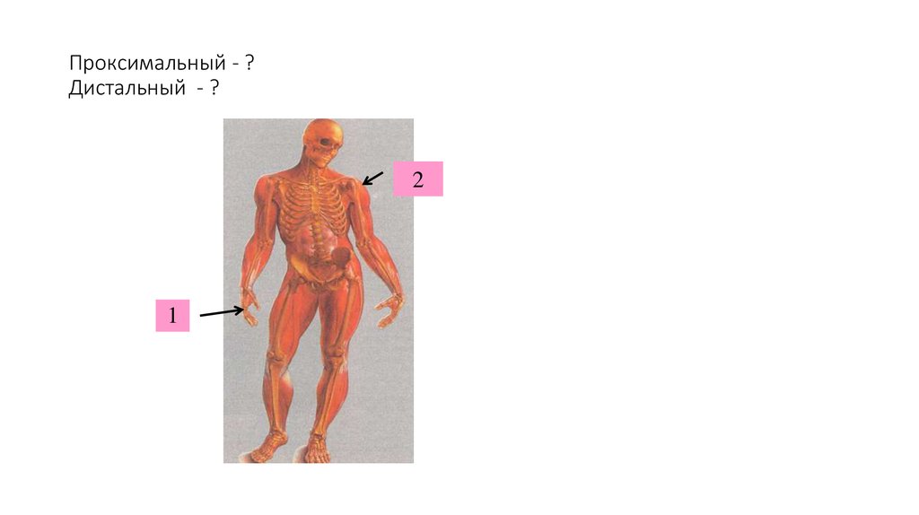 Дистальный отдел мышц. Проксимальный и дистальный. Дистальные участки тела это. Дистально и проксимально это.