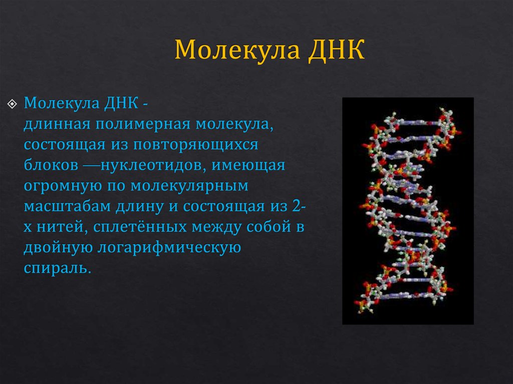 Значение молекул днк. Молекула ДНК. Молекулы ДНК содержатся в. Молекула дезоксирибонуклеиновой кислоты. Строение ДНК.