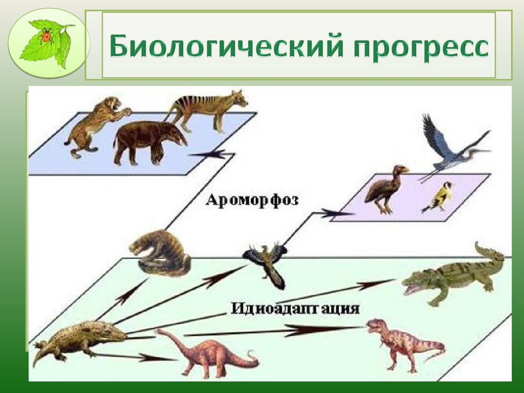 В эволюционном плане более прогрессивным является