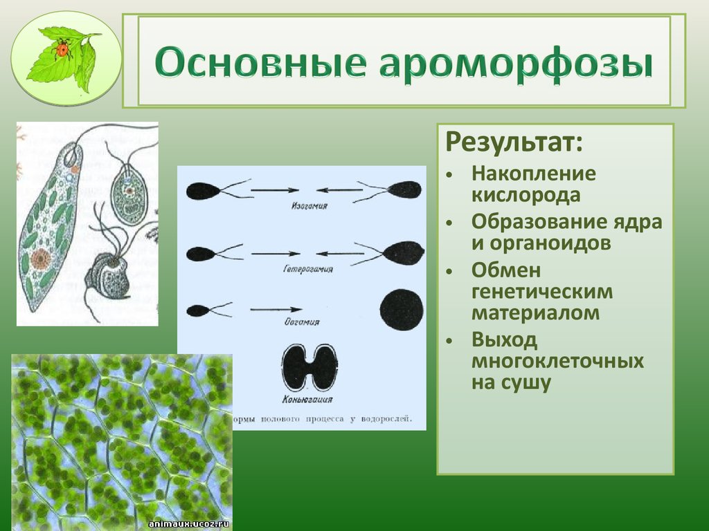 Важнейшие ароморфозы животных. Ароморфозы простейших. Ароморфозы простейших животных. Основные ароморфозы одноклеточных организмов. Ароморфозы одноклеточных животных.