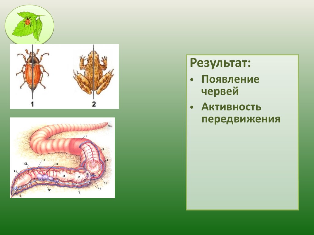 Развитие червей. Черви Эволюция.