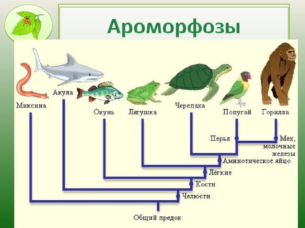 Не наследуются вырабатываются в процессе эволюции. Примеры эволюционных преобразований живых организмов схема. Макроэволюция это в биологии 9 класс кратко. Таблица по биологии 9 класс Макроэволюция. Эволюция позвоночных животных.