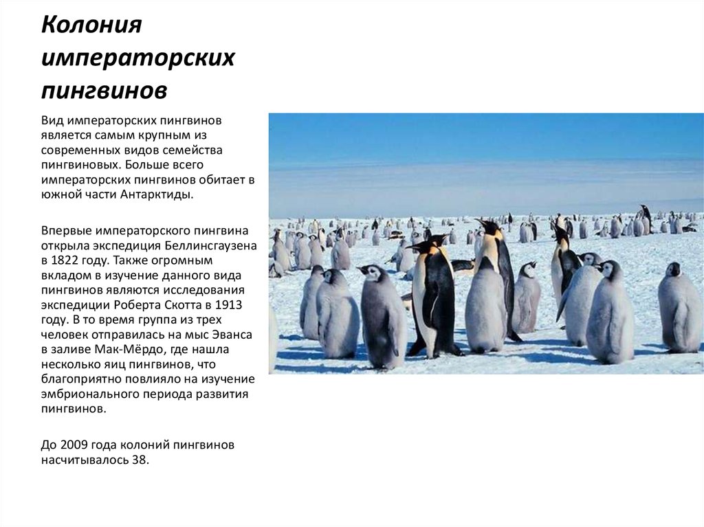 Где обитает пингвин материк. Колония пингвинов. Колония императорских пингвинов. Императорский Пингвин Продолжительность жизни. Колония пингвинов в Антарктиде.