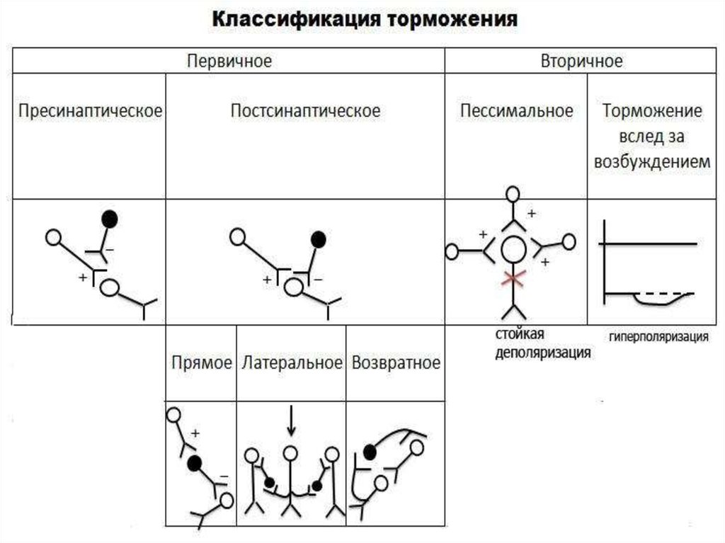 Классификация тормозов. Первичное постсинаптическое торможение схема. Механизм пессимального торможения физиология. Первичное и вторичное торможение физиология. Схема пессимального торможения.