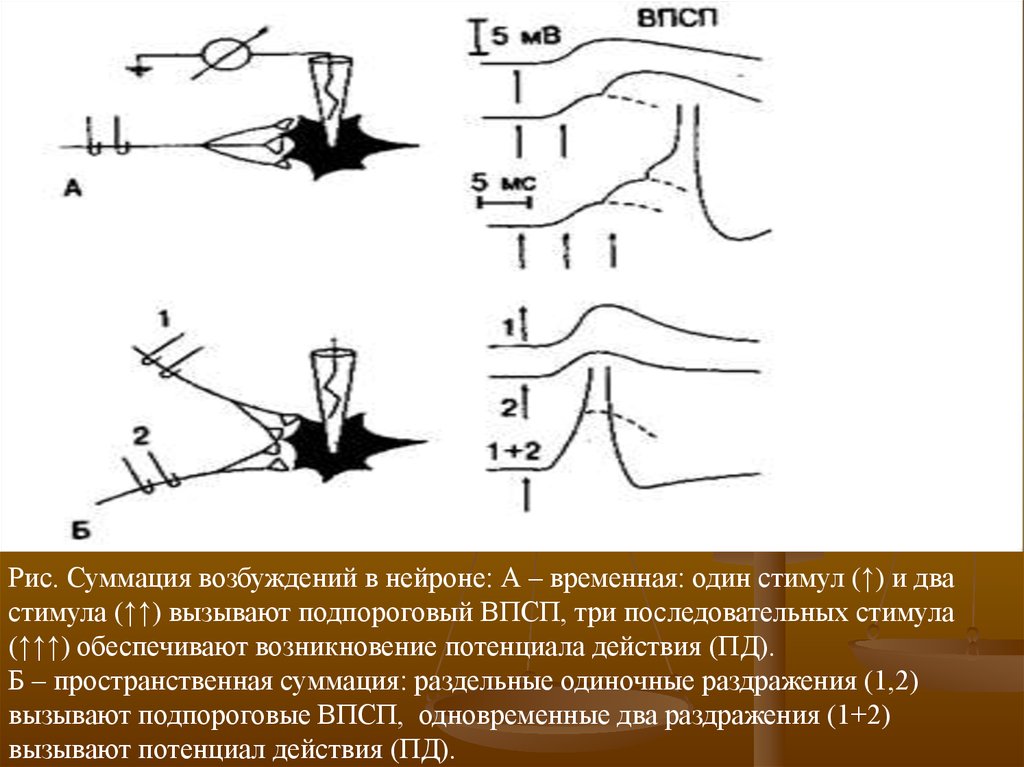Реакция возбуждения. 11.5 Пространственная суммация возбуждения. Суммация ВПСП. Пространственная и временная суммация возбуждений. Временная и пространственная суммация возбуждения в ЦНС.