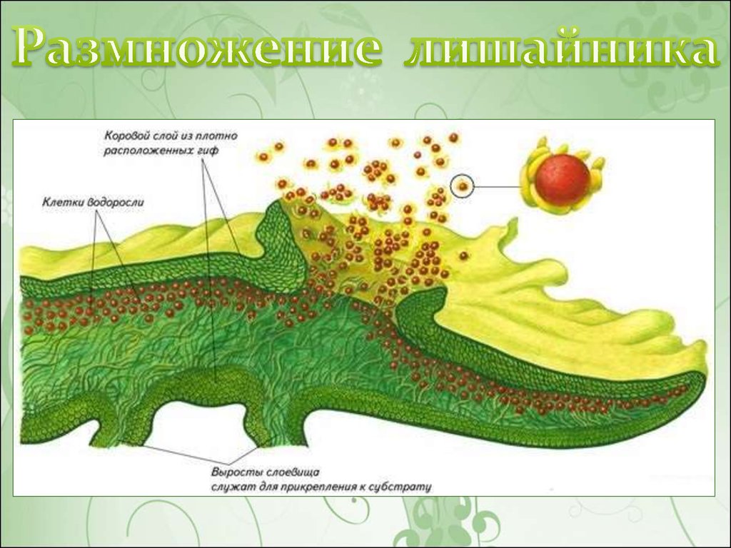 Размножение лишайников картинки