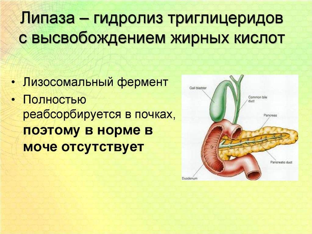 Липаза это. Липаза. Липаза презентация. Липаза фермент. Липаза гидролизует.