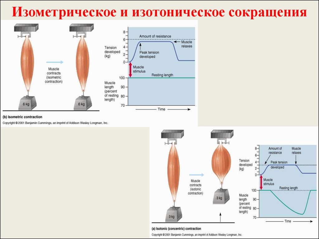 Изометрическое усилие