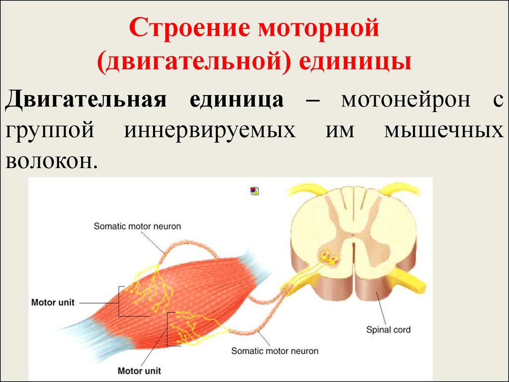 Схема двигательная единица