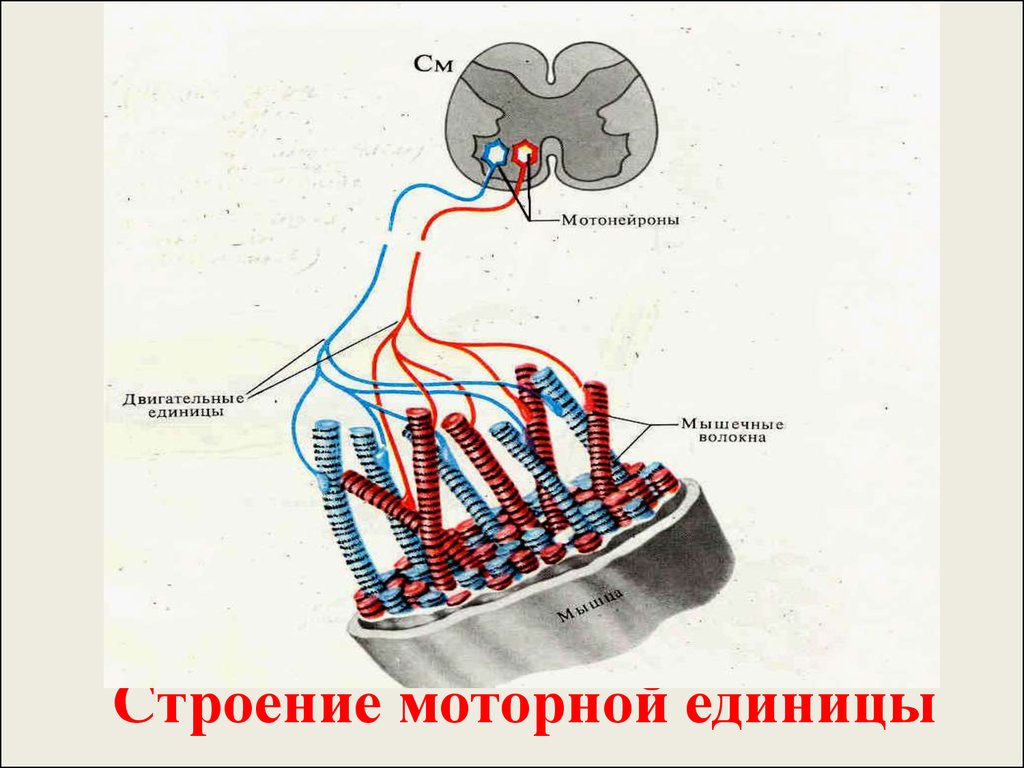 Двигательная единица это. Схема двигательной единицы физиология. Строение двигательной единицы мышцы. Строение моторной единицы. Двигательная моторная единица это физиология.