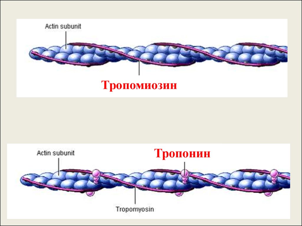 Актин состоит. Актин миозин тропонин тропомиозин. Актин тропонин тропомиозин схема. Тропонин тропомиозин физиология. Тропомиозин биохимия.