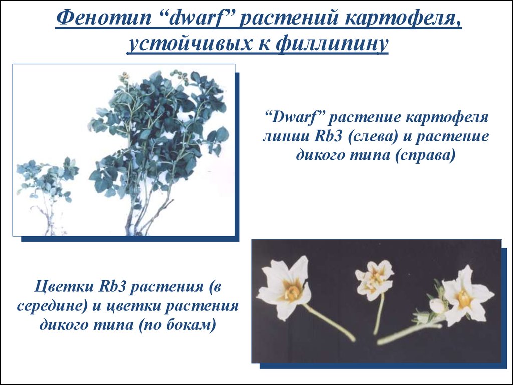 Описание фенотипов растений. Фенотип растения. Фенотип цветка. Фенотип растения пример. Фенотип у растений цветка.