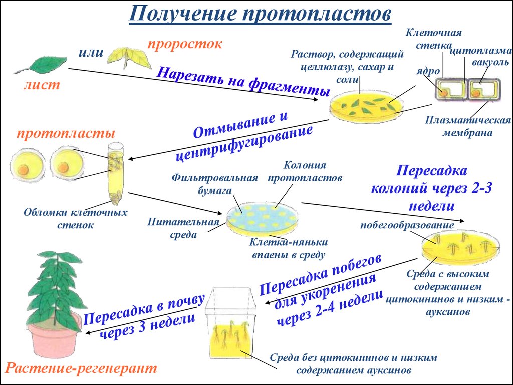 Методы клеточной инженерии в селекции. Способы получения и культивирования протопластов. Схема получения протопластов. Культура протопластов клеток растений. Методы клеточной биотехнологии в селекции растений.