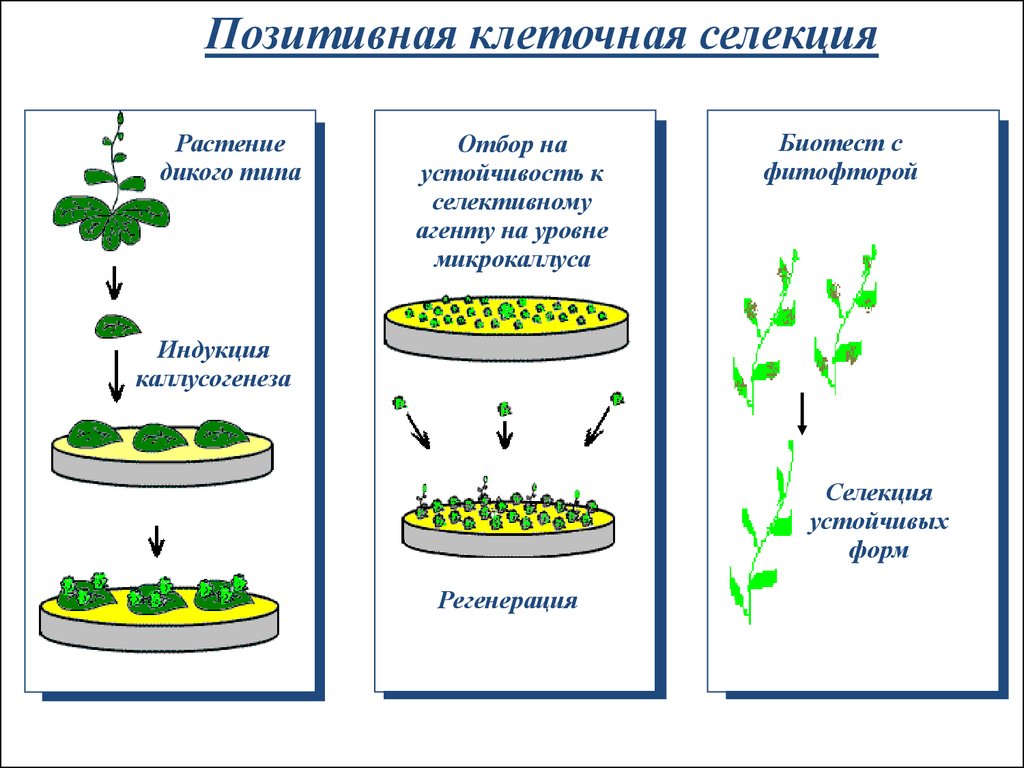 Методы растений. Методы клеточной биотехнологии в селекции растений. Метод селекции клеточная инженерия. Клеточная инженерия в селекции растений. Селективные агенты используемые при клеточной селекции растений.