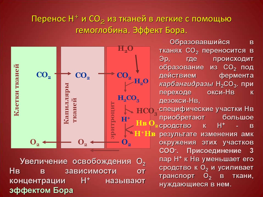 Н перен