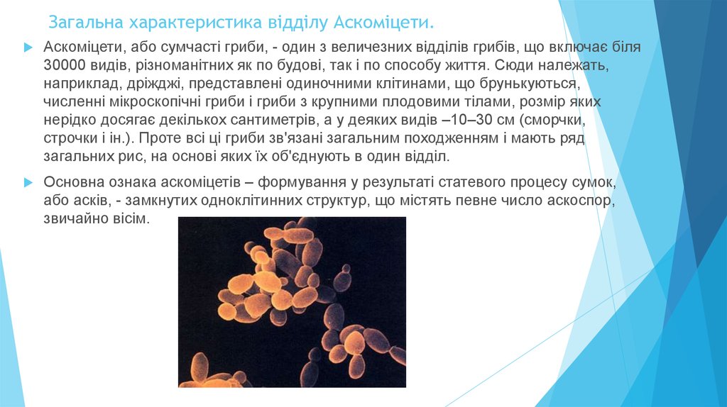 Загальна характеристика відділу Аскоміцети.