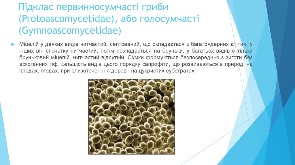 Підклас первинносумчасті гриби (Protoascomycetidae), або голосумчасті (Gymnoascomycetidae)