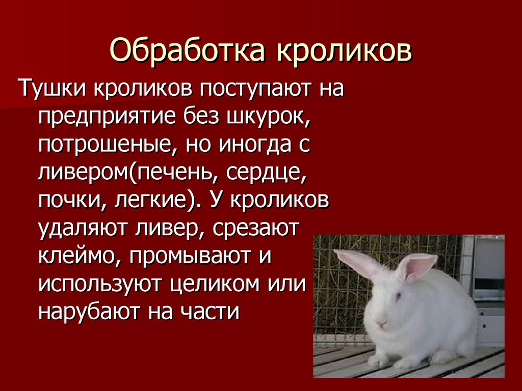 Реферат: Обробка поросят кроликів і м яса диких тварин