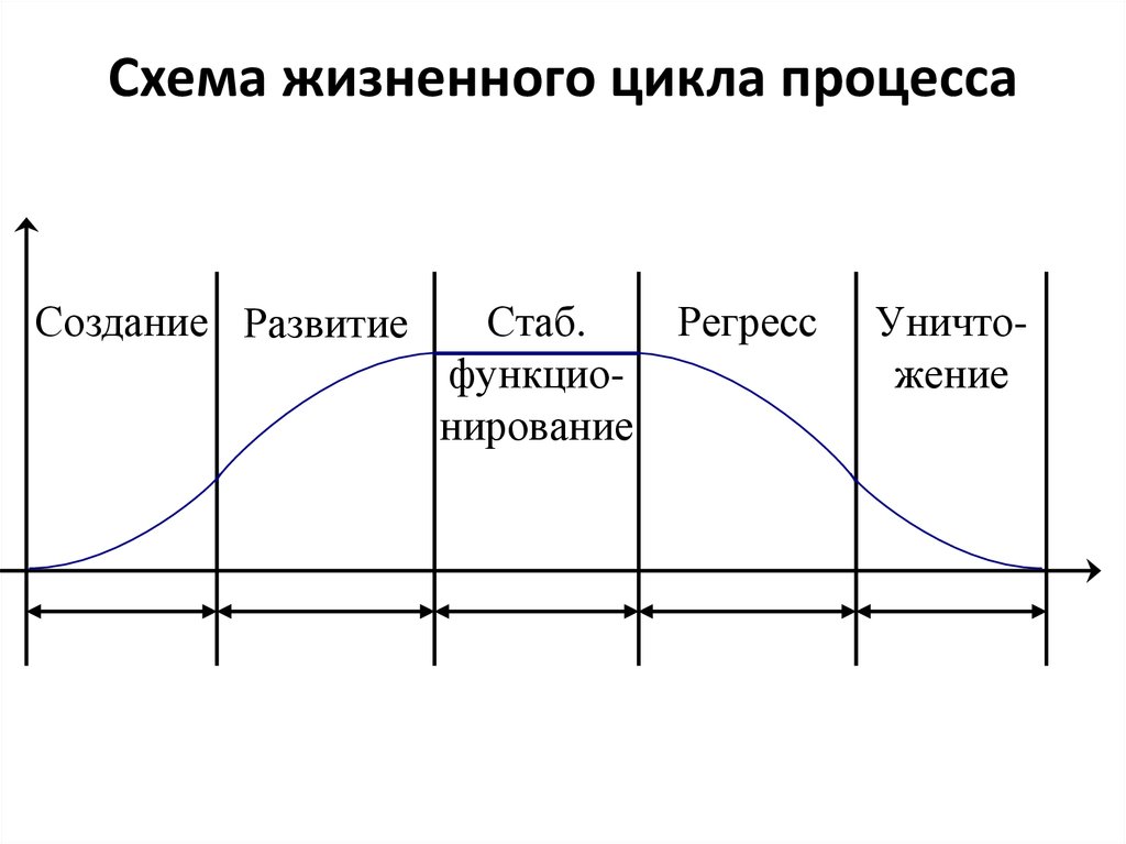 На рисунке представлены стадии жизненного цикла