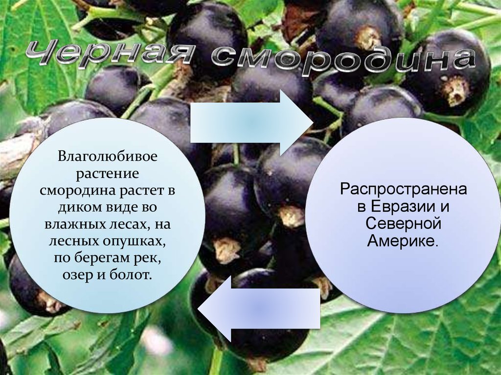 Черная смородина текст. ТЕКА смородина растёт во влажных лесах. Текст смородина растёт. Реферат как растет смородина.