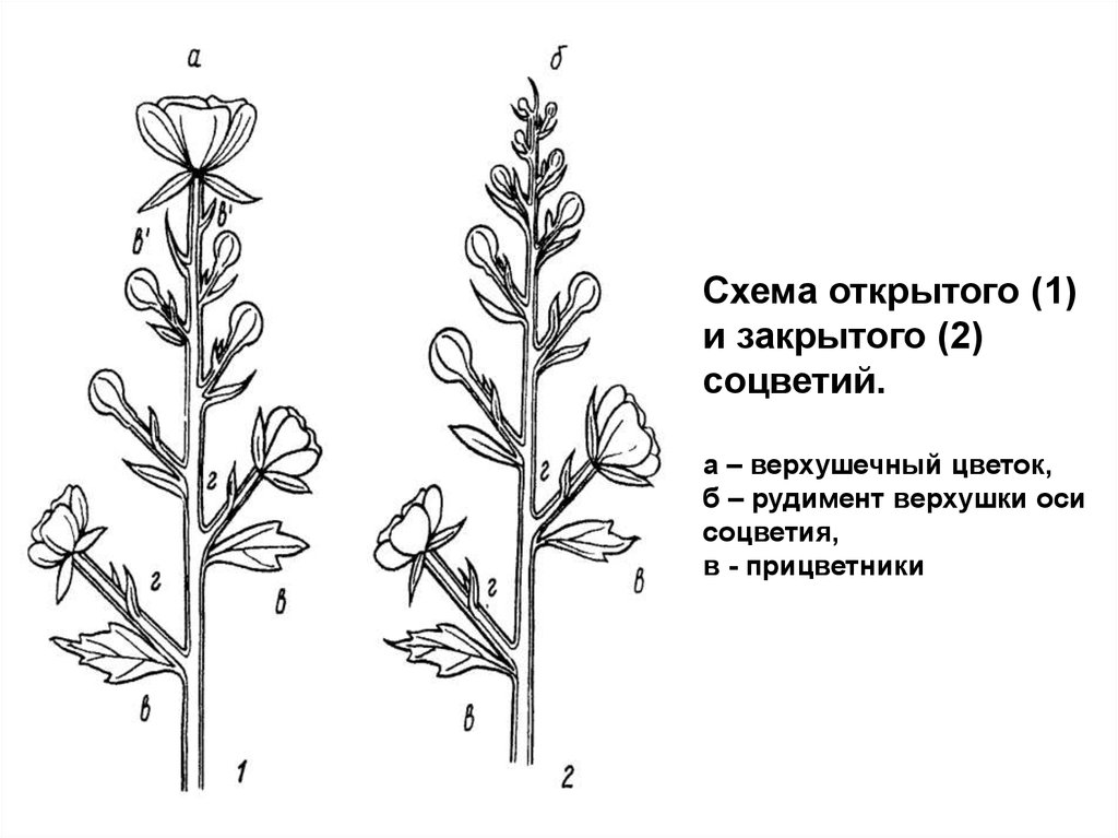 Схема открытого (1) и закрытого (2) соцветий. а – верхушечный цветок, б – рудимент верхушки оси соцветия, в - прицветники