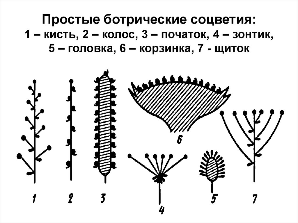 На рисунке соцветие корзинка обозначено буквой