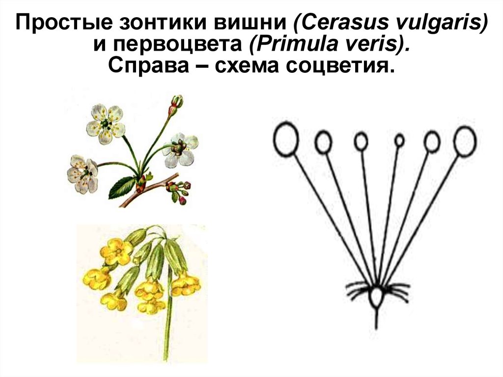 Простой зонтик примеры