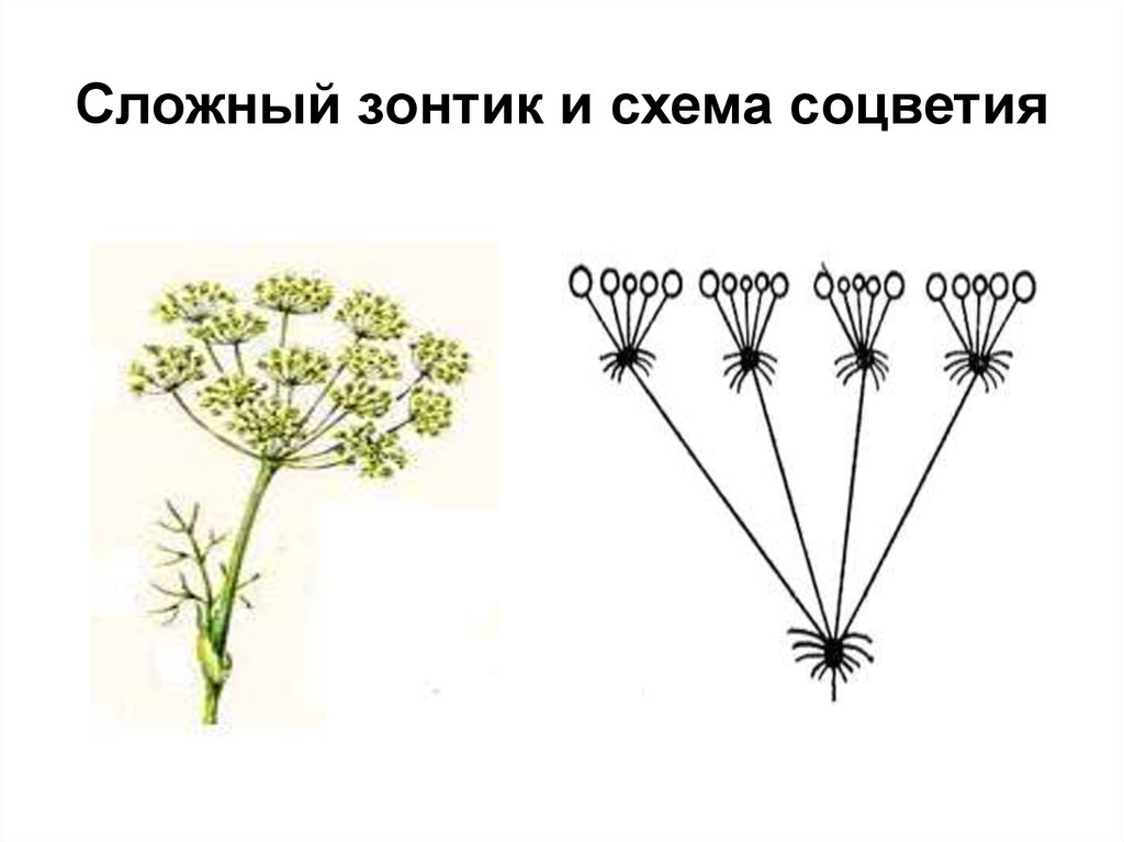 Сложный зонтик соцветие примеры растений. Соцветие зонтичных схема. Зонтичные соцветие сложный зонтик. Костенец зонтичный соцветие. Схема соцветия моркови.