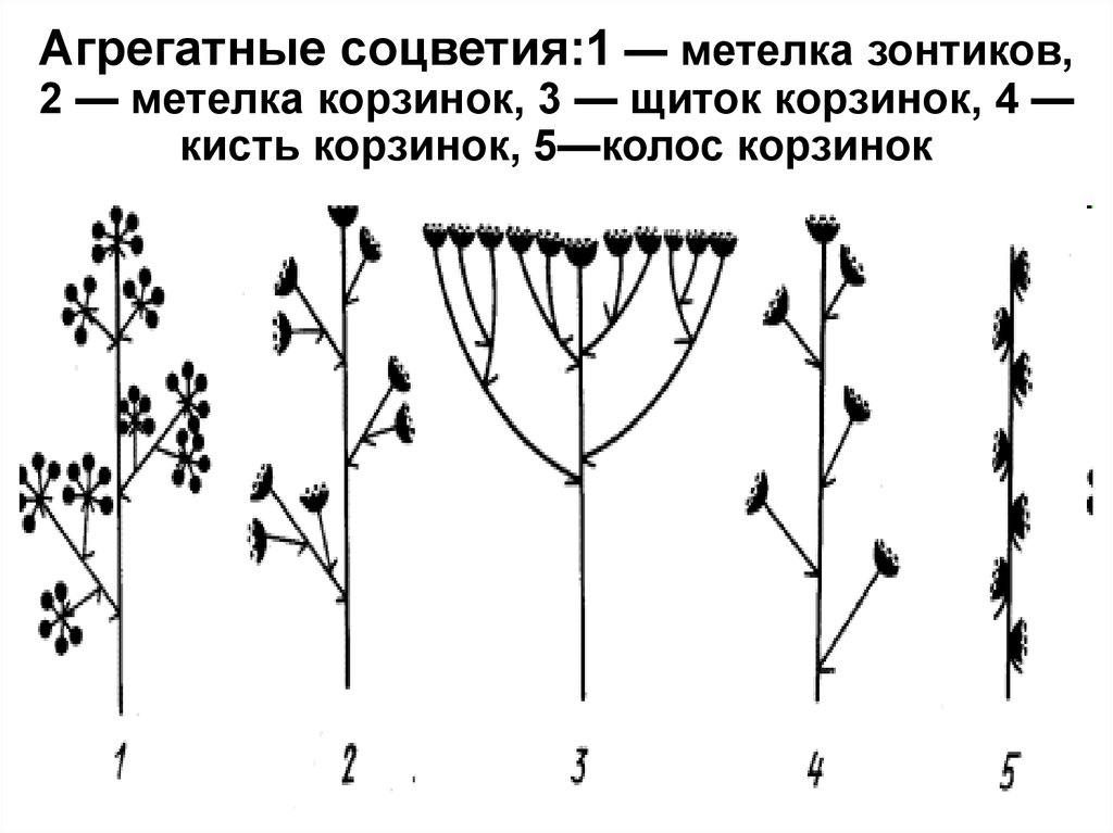 Метелка примеры