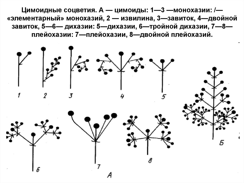 Схема соцветия завиток