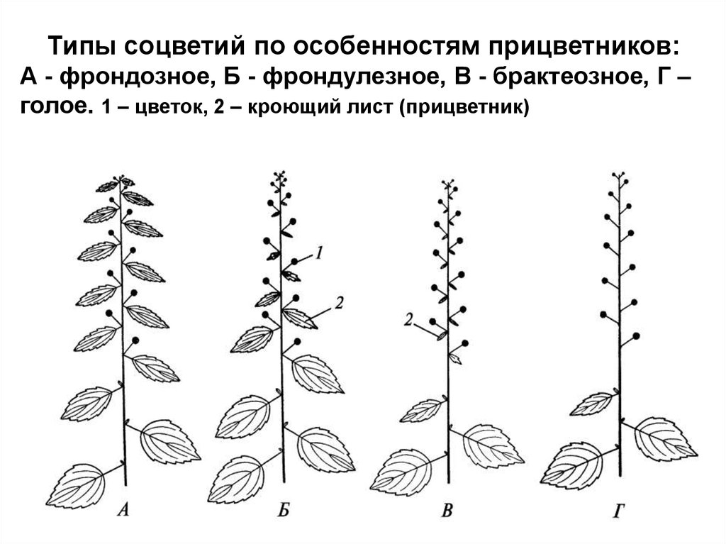 Соцветие листа. Фрондозное, брактеозное,. Фрондозное соцветие. Фрондулезное соцветие. Фрондозные прицветники.