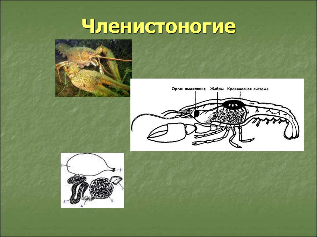 Как нарисовать членистоногого