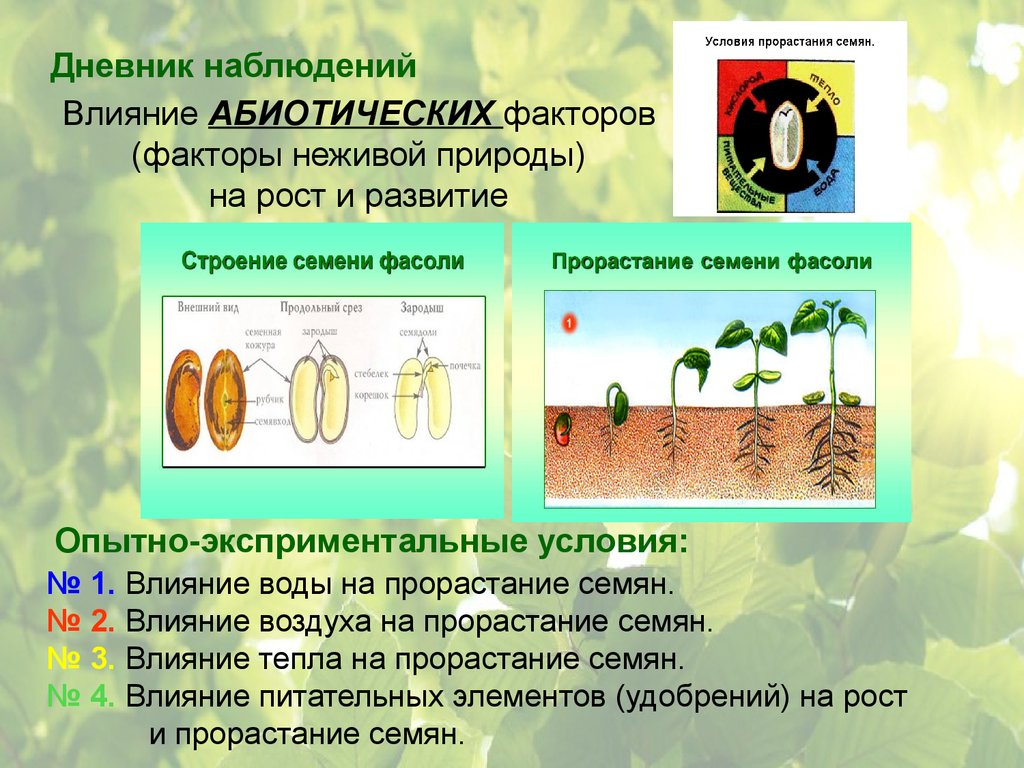 Условия развития семян. Влияние воздуха на прорастание семян. Условия прорастания семян. Факторы прорастания семян. Факторы влияющие на прорастание семян.