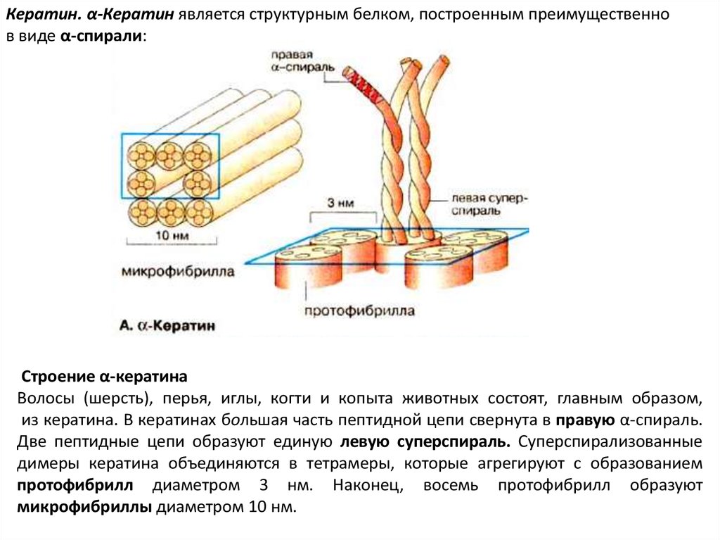 Слои белка. Кератин структура белка. Кератин строение. Альфа кератин структура. Кератин белок структура.