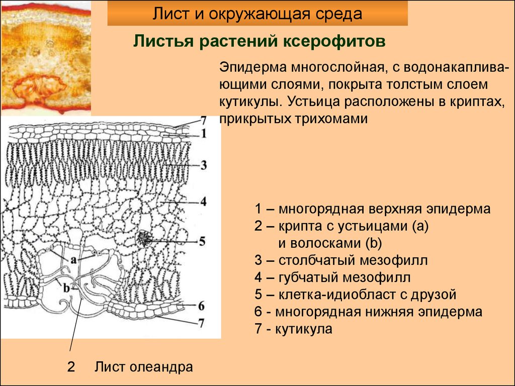 Верхний слой эпидермы на рисунке обозначен буквой